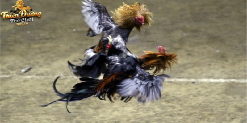 Biết cách chọn gà khi tham gia cược đá gà cựa dao