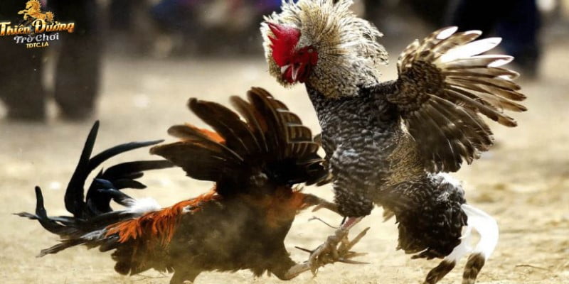 Đá gà Thomo tại TDTC có tỷ lệ đổi thưởng hấp dẫn