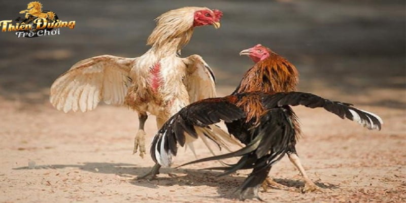 Diễn biến và kết quả chi tiết của trận gà 24 tỷ siêu choáng