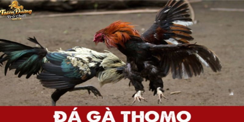 Sơ lược về đá gà Thomo
