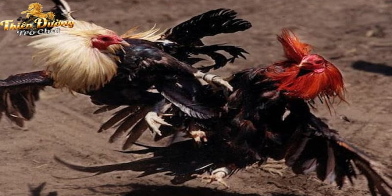 Sự ảnh hưởng của trận gà 24 tỷ đối với thị trường đá gà Việt Nam