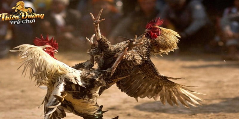 Vài nét giới thiệu về trận gà 24 tỷ đồng