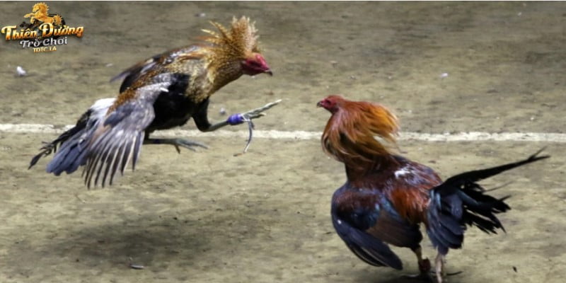 Vài nét tổng quan về đá gà cựa dao