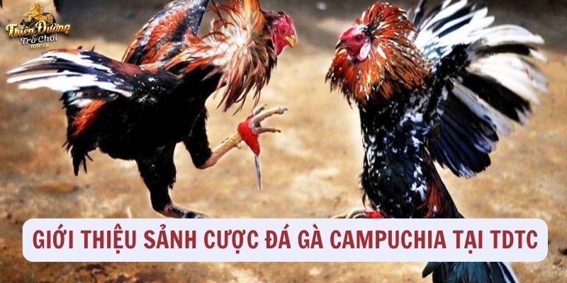 Giới thiệu sảnh cược đá gà Campuchia tại TDTC