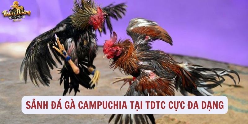 Sảnh đá gà tại TDTC cực đa dạng