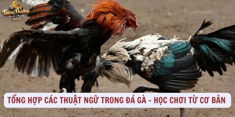 Thuật ngữ trong đá gà