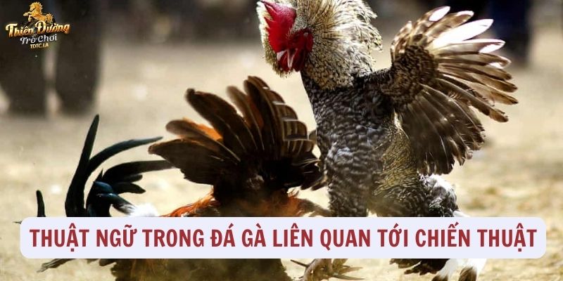 Thuật ngữ trong đá gà liên quan tới chiến thuật