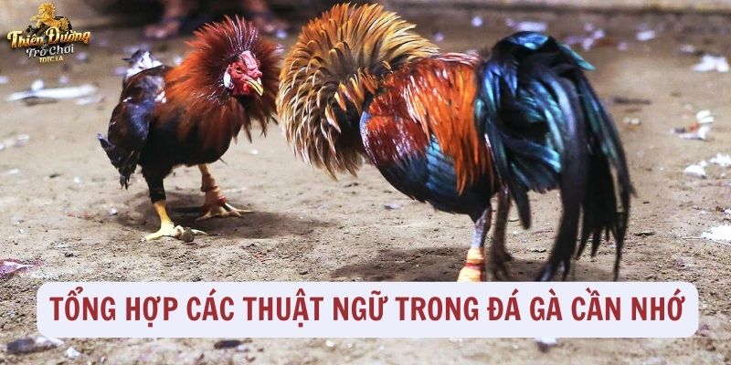 Tổng hợp các thuật ngữ trong đá gà cần nhớ