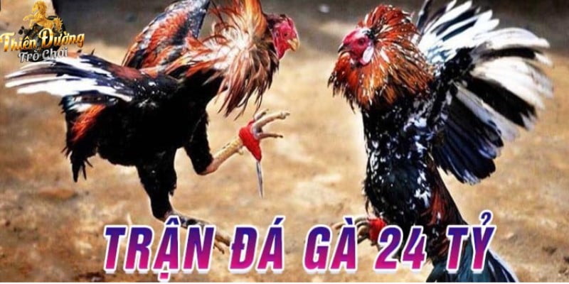 Trận gà 24 tỷ