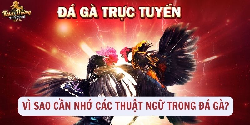 Vì sao cần nhớ các thuật ngữ trong đá gà?