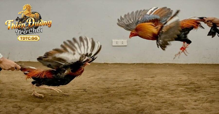 Đá gà tre là gì?