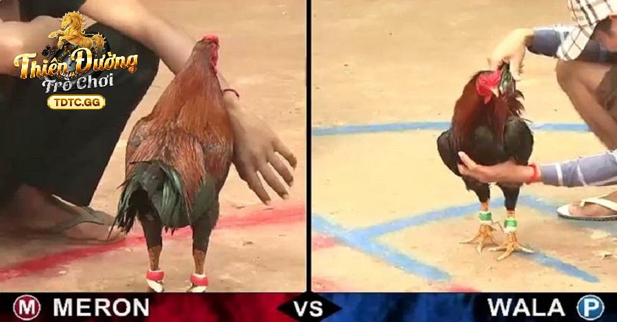 Quy định đặt cược trong luật đá gà online tại Thiên Đường Trò Chơi