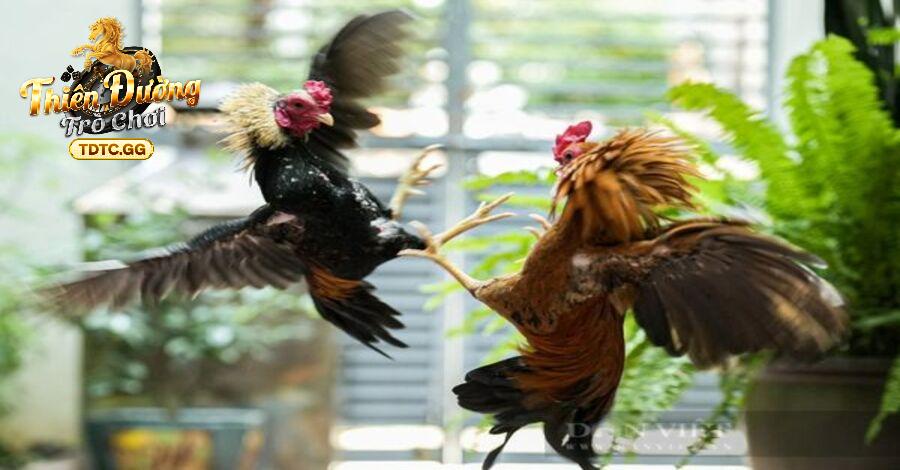 Cách phân định thắng thua trong luật đá gà online tại TDTC