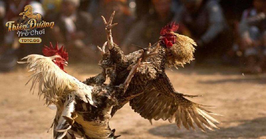 Chơi đá gà thông minh dành cho cao thủ